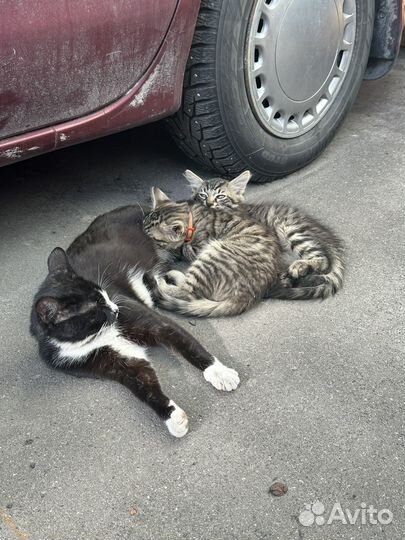 Кошка и котята в добрые руки