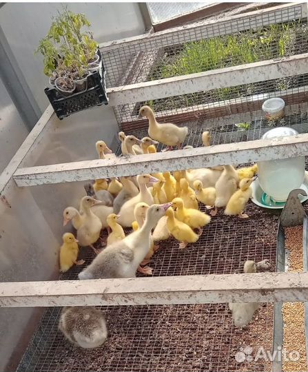 Гуси суточные. Гусята. Утки, индюшаткИ