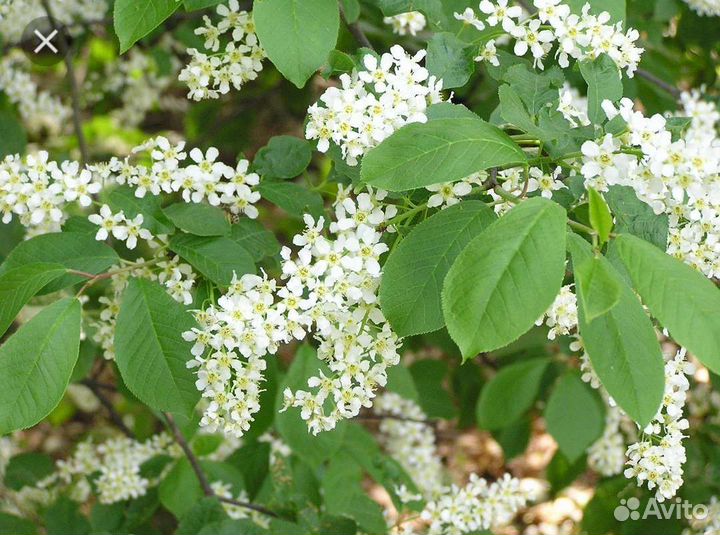 Черемуха красная и чёрная