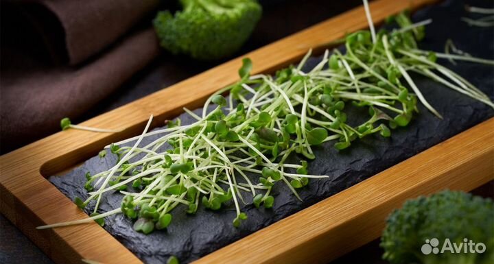 Микрозелень брокколи