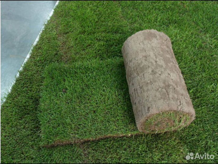 Рулонный газон от производителя спортивный