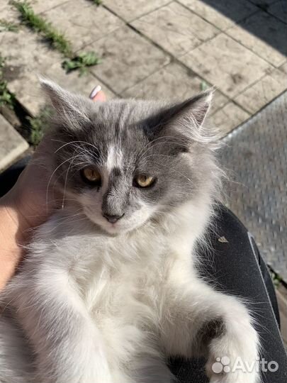 Котята