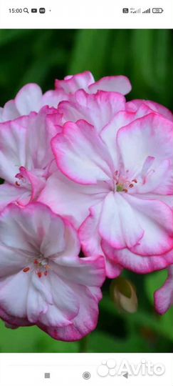 Пеларгония герань