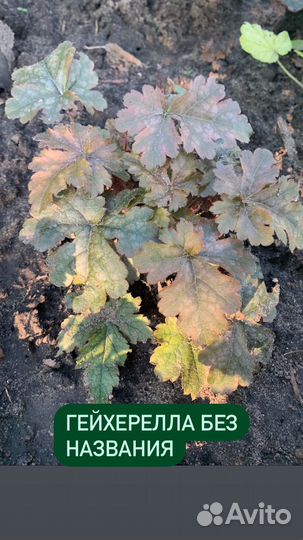 Гейхера 2023