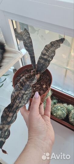 Сансевиерии, спатифилум, сингониум