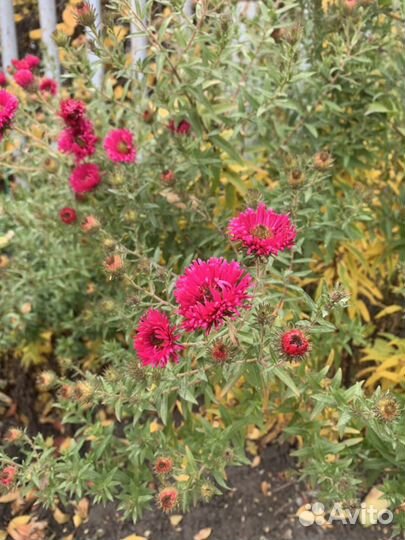 Вероника, роджерсия, астра, молочай