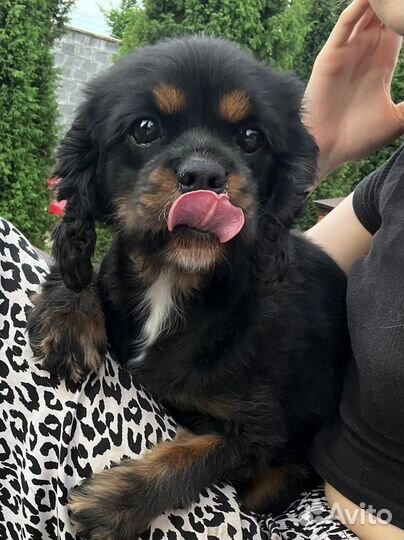 Кавалер кинг чарльз спаниель