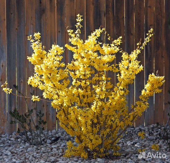 Многолетнии цветы и кустарники