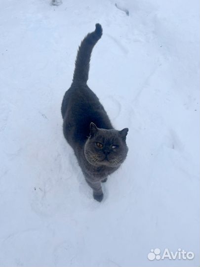 Бездомный кот