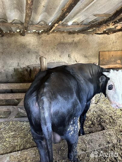 Бычки телята