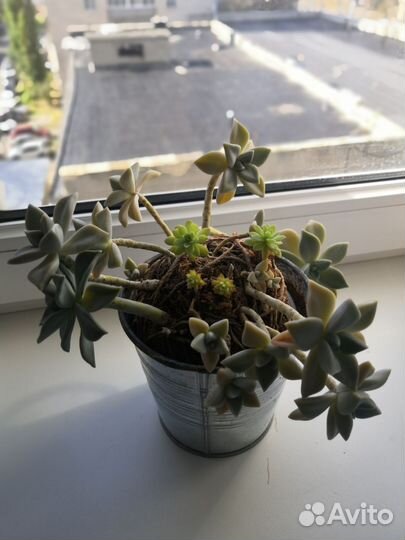 Комнатные цветы