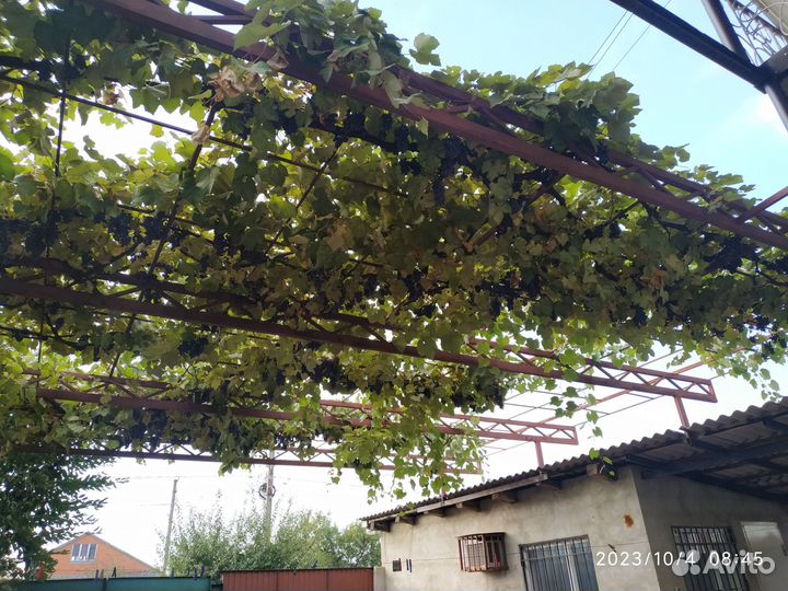 Виноград Изабелла