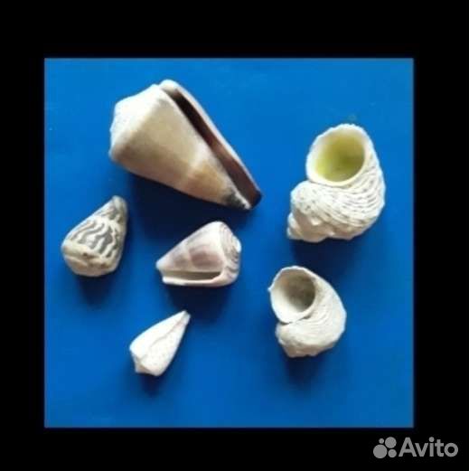 Раковины в небольшом количестве
