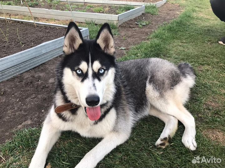 Отдам в добрые руки хаски, девочка 4 года