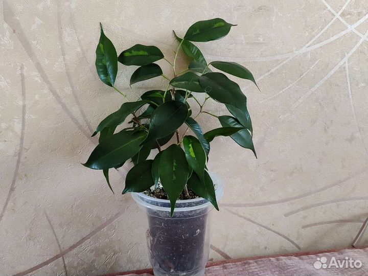 Фикус бенджамина денилайт