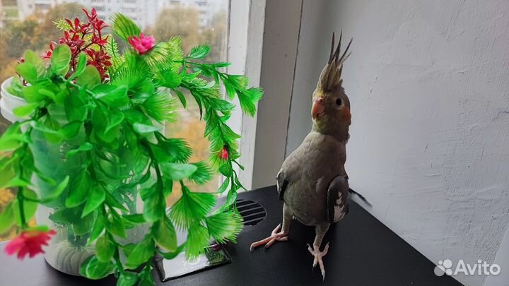 Попугай корелла птенец девочка