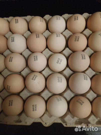Инкубационное яйцо импорт из Европы и России