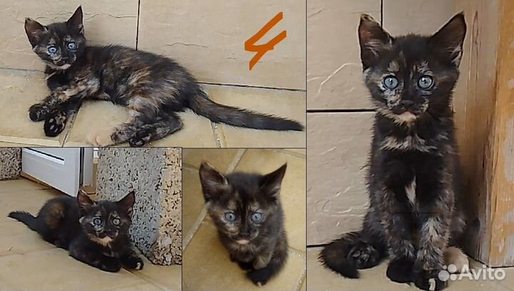 Котята - три черных мальчика и трехцветная девочка