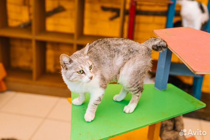 Кошечка ищет дом