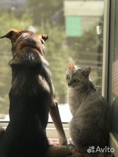 Кошка бесплатно