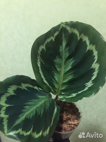 Калатея медальон