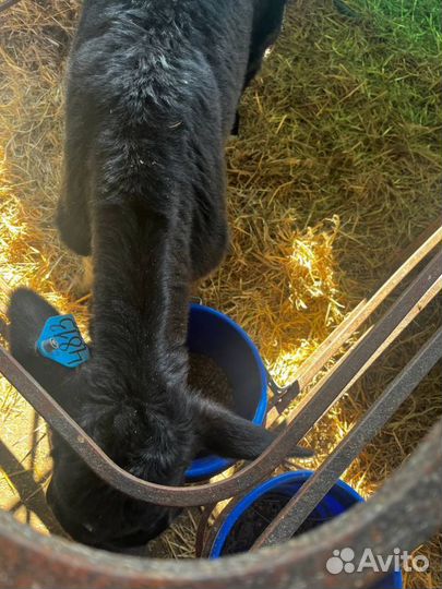 Элитные телята бычки доставка до двора