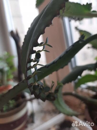 Каланхоэ лечебное дегремона чихалочка