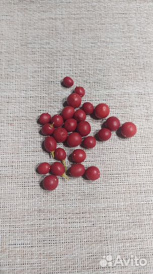 Семена мурайи метельчатой