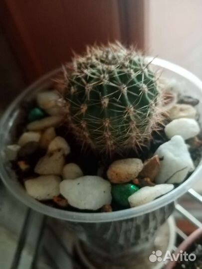 Кактусы и суккуленты липецк