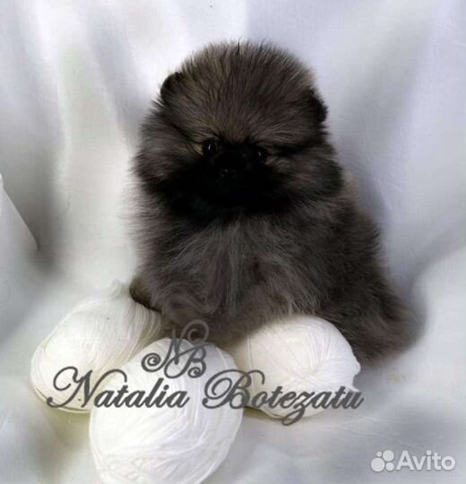 Померанский шпиц девочка