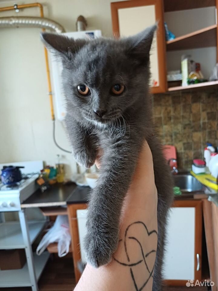 Кошка