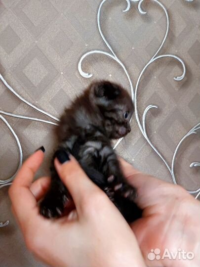 Британская кошка
