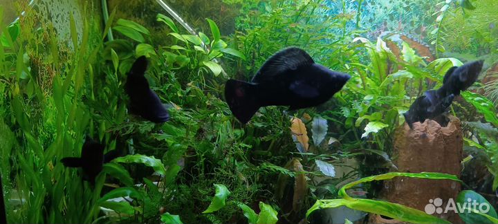 Велифера Нигра гигант/парусная