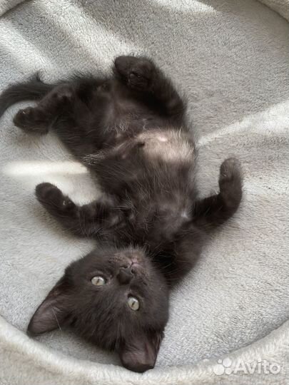 Чудесный котенок