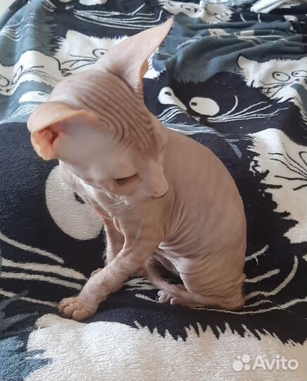 Донской сфинкс котята