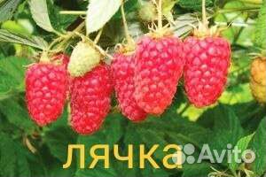 Саженцы крупной малины