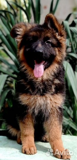 Питомник Голд Магда,щенки немецкой овчарки