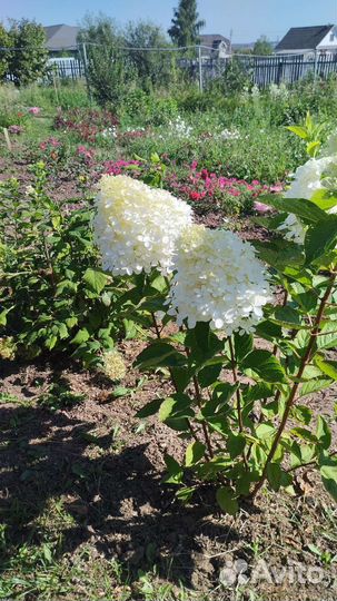 Цветущие гортензии