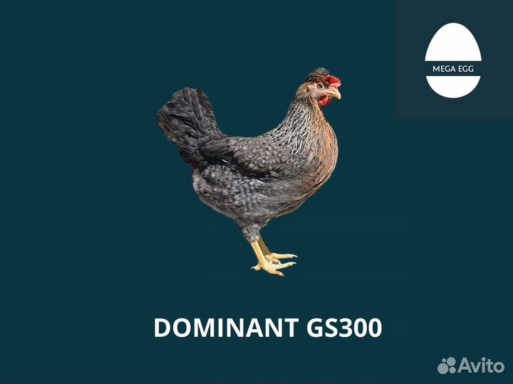 Инкубационное яйцо Доминант