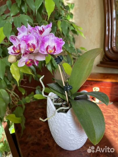 Фаленопсис бабочка