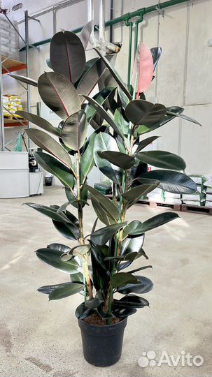 Фикус эластика Абиджан, 3 ст, высокий, в подарок