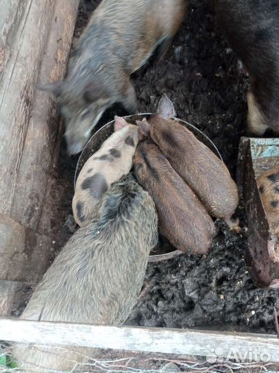 Манголица+ Ландрасы