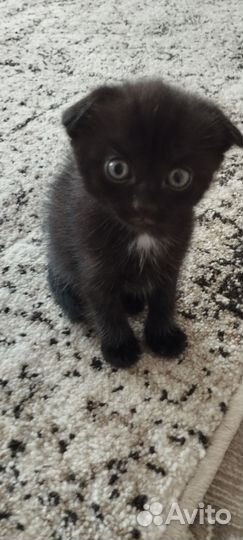 Шотландский котёнок