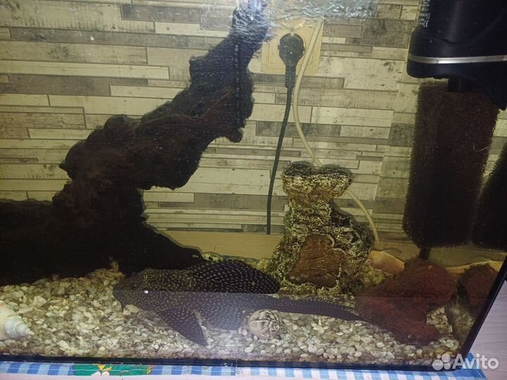 Аквариум с рыбками бу