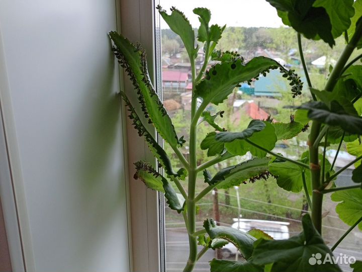 Молочай, Каланхоэ (от насморка), алоэ, декабрист