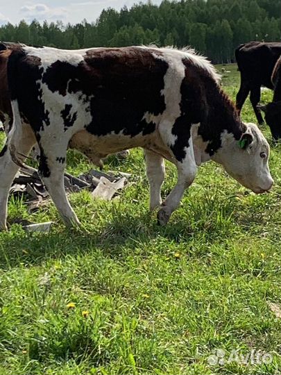 Коровы, быки, телята