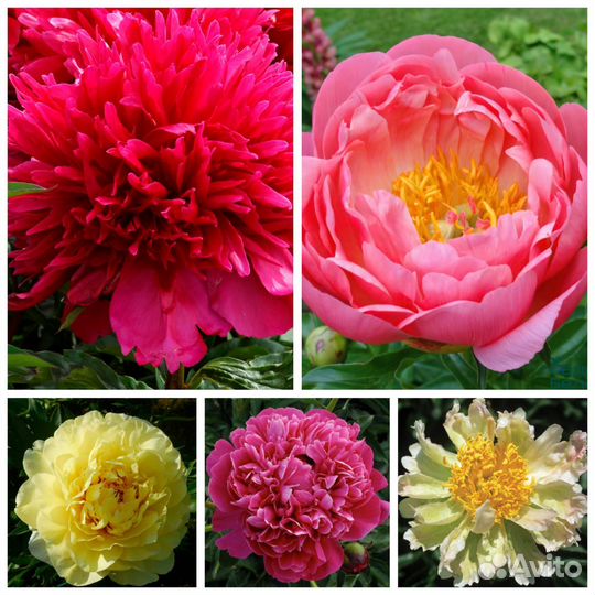 Корни пионов в шоубоксах