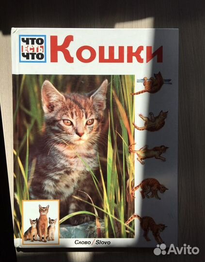 Энциклопедия о кошках