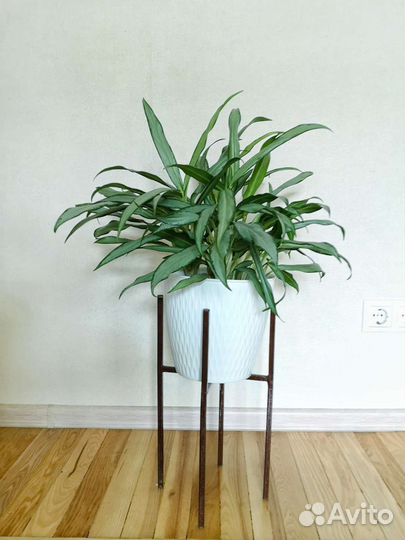 Аглаонема Вайт Ленс