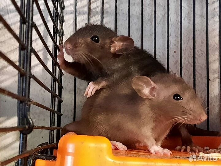 Крысята Дамбо. Крысы Chocolate Black. Питомник